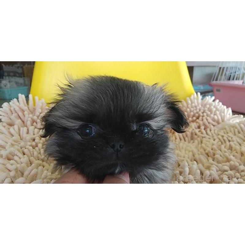 成約済の愛知県のペキニーズ-434442の6枚目