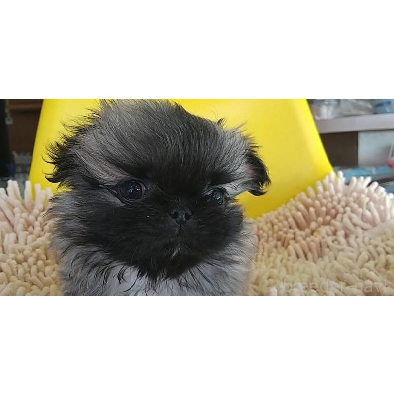 成約済の愛知県のペキニーズ-434442の5枚目