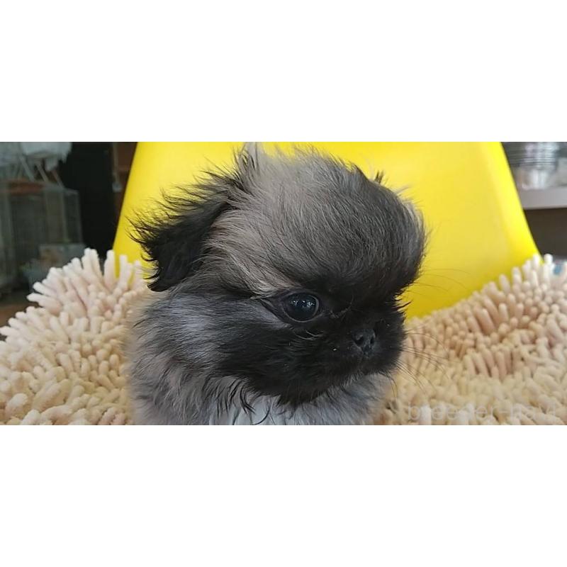 成約済の愛知県のペキニーズ-434442の4枚目