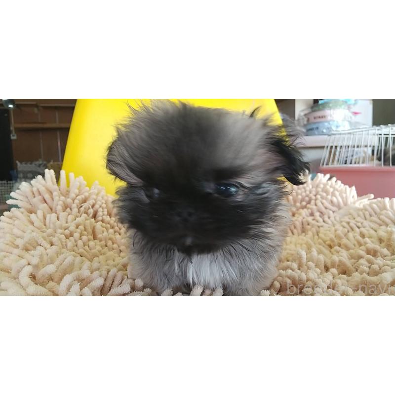 成約済の愛知県のペキニーズ-434442の2枚目