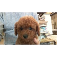 ♀︎トイプードル