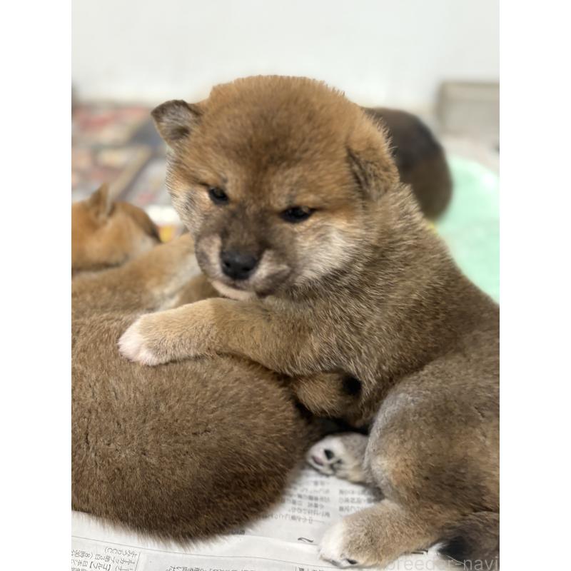 川原一泰ブリーダーの詳細