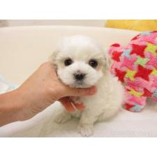 ♀︎マルチーズ