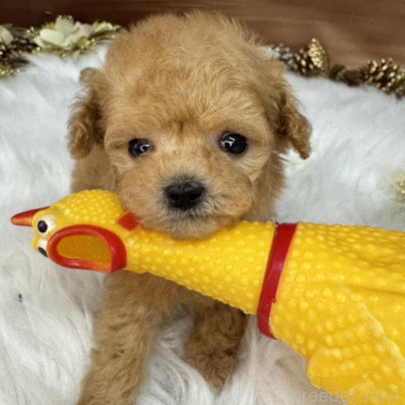 ♂︎タイニープードル