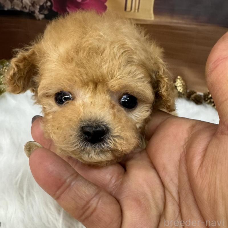 成約済の広島県のタイニープードル-436086の6枚目