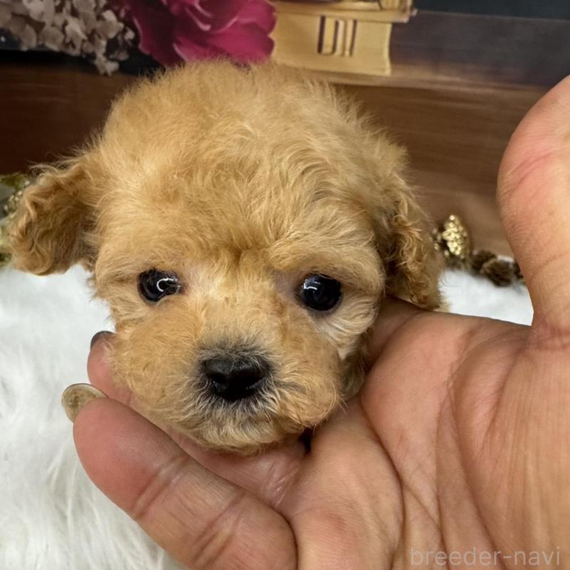 成約済の広島県のタイニープードル-436086の5枚目