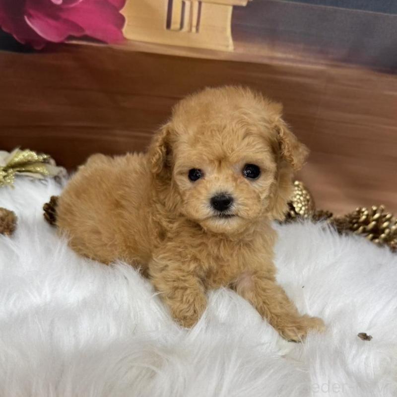 成約済の広島県のタイニープードル-436086の4枚目