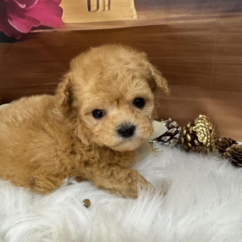 成約済の広島県のタイニープードル-436086の2枚目