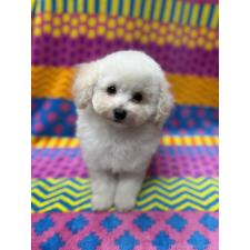 ♀︎ティーカッププードル