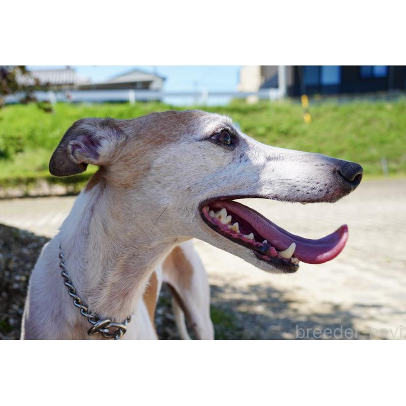 樹下和久ブリーダーの詳細