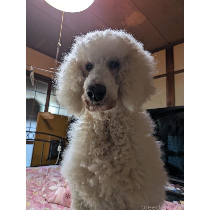 樹下和久ブリーダーの詳細