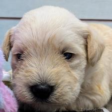 ♀︎ミニチュアシュナウザー