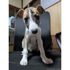 樹下和久ブリーダー