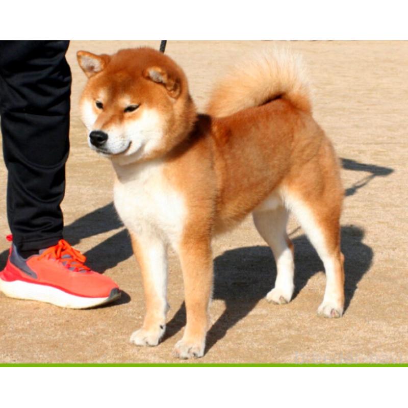 川原一泰ブリーダーの詳細