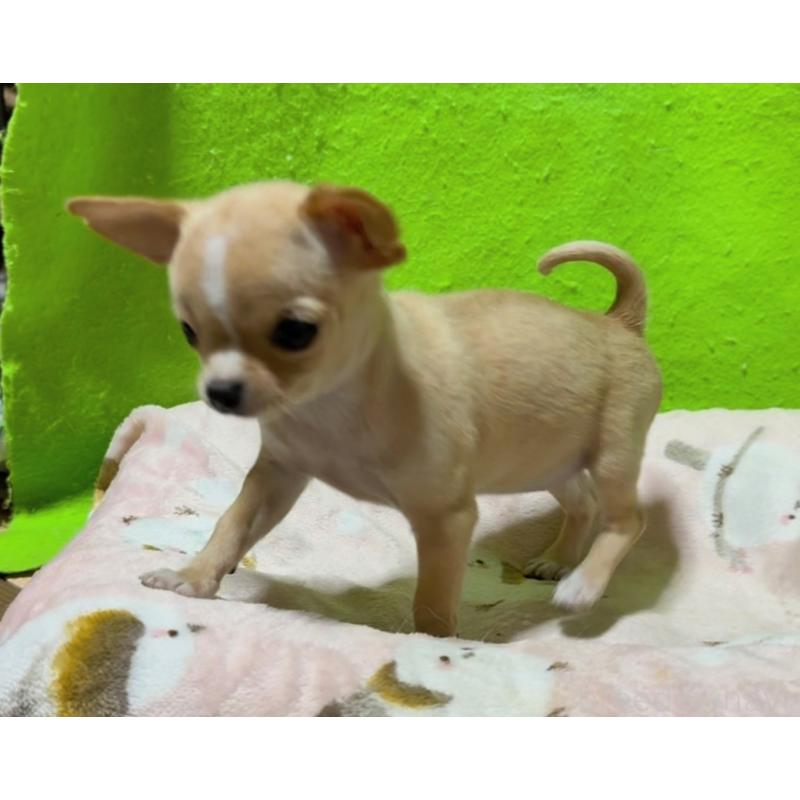 成約済の山口県のチワワ(スムースコート)-436709の2枚目