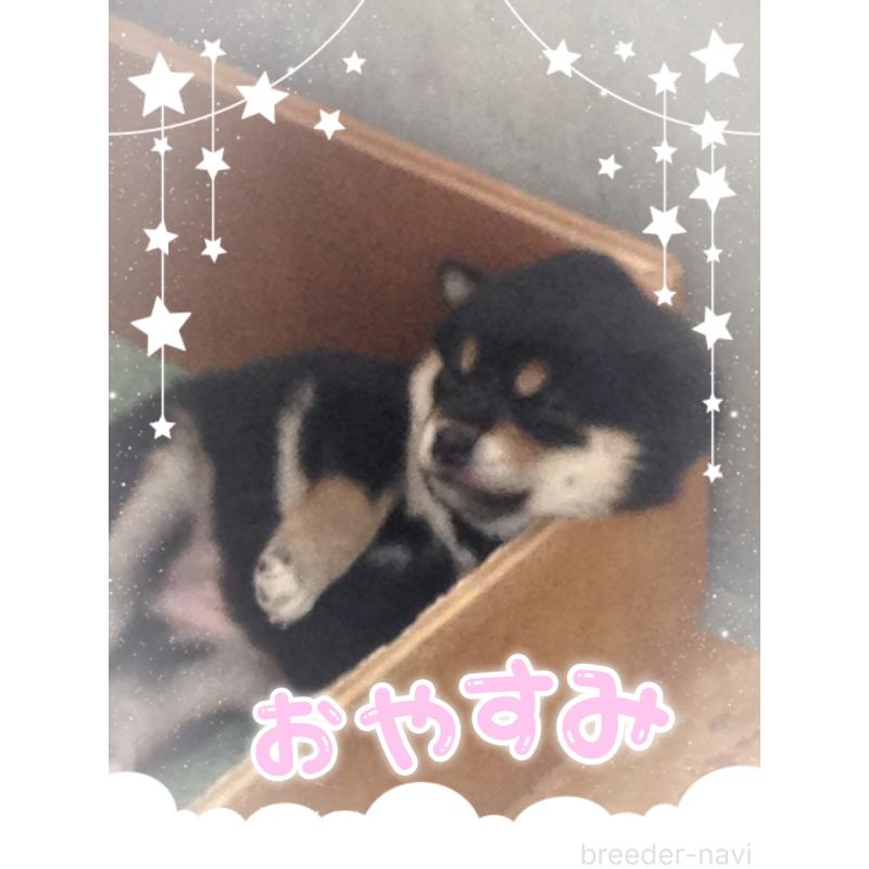 川原一泰ブリーダーの詳細