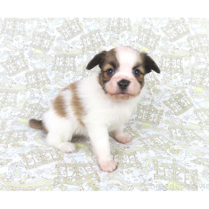 成約済の千葉県のパピヨン-436214の4枚目