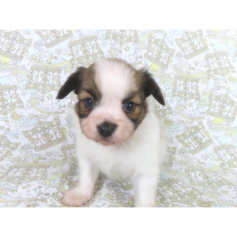 成約済の千葉県のパピヨン-436214の2枚目