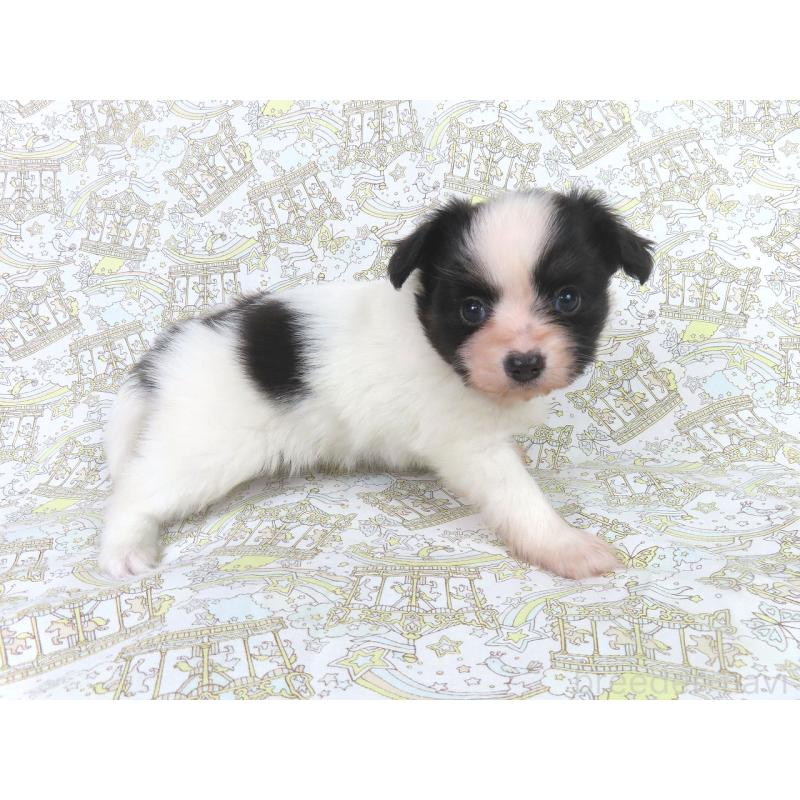 成約済の千葉県のパピヨン-436215の4枚目