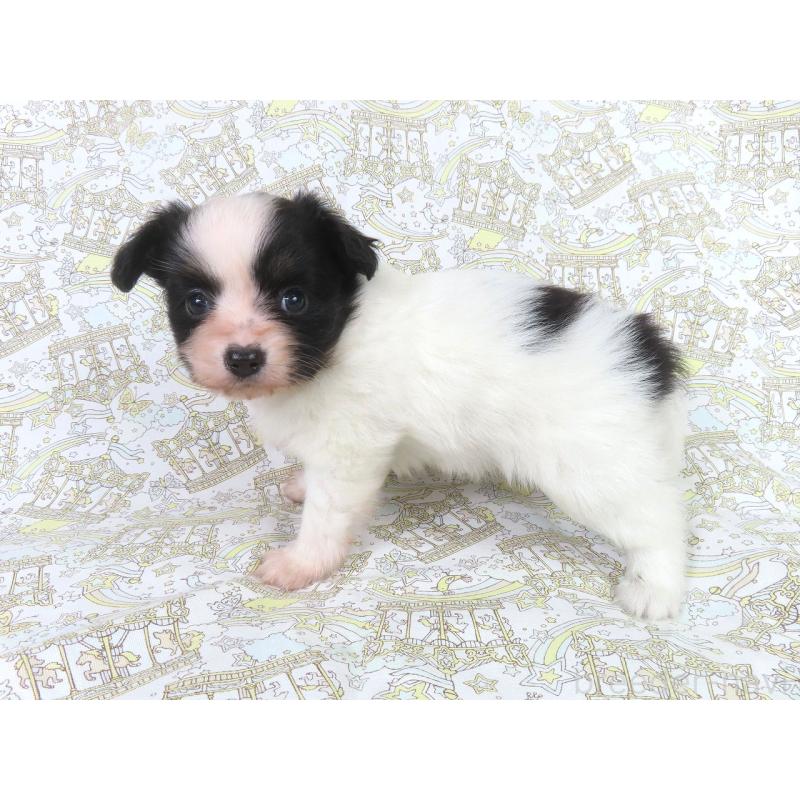 成約済の千葉県のパピヨン-436215の3枚目