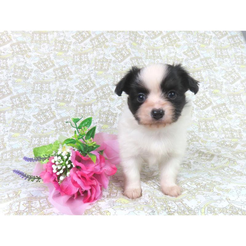 成約済の千葉県のパピヨン-436215の2枚目