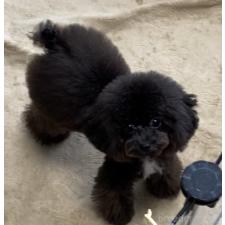 ♀︎ティーカッププードル