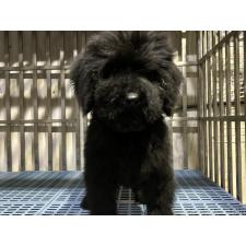 ♀︎ゴールデンドゥードル:ゴールデンレトリーバー×プードル