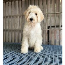 ♀︎ゴールデンドゥードル:ゴールデンレトリーバー×プードル