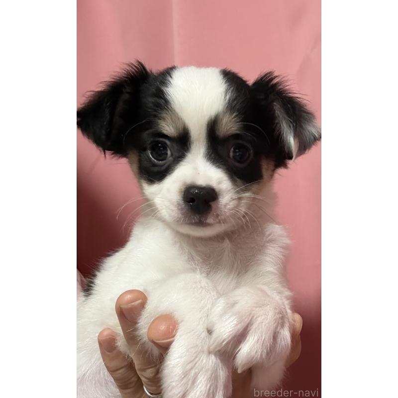 成約済の茨城県のチワワ(ロングコート)-433985の4枚目