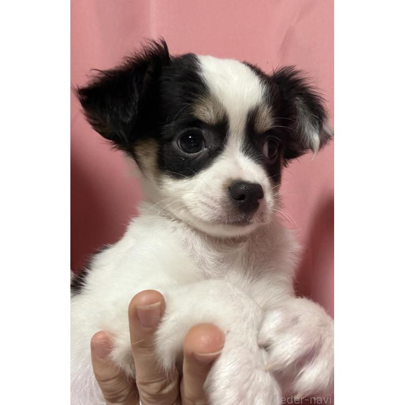 成約済の茨城県のチワワ(ロングコート)-433985の3枚目