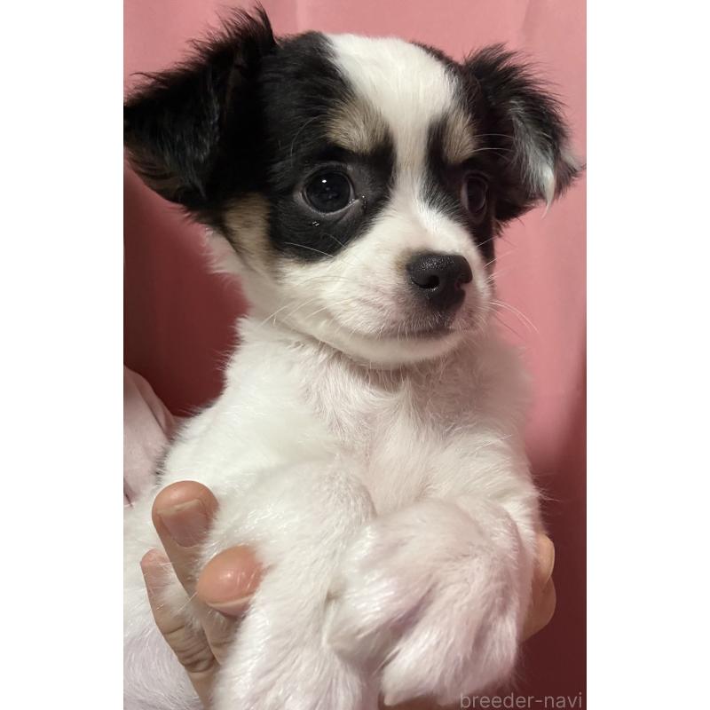 成約済の茨城県のチワワ(ロングコート)-433985の2枚目