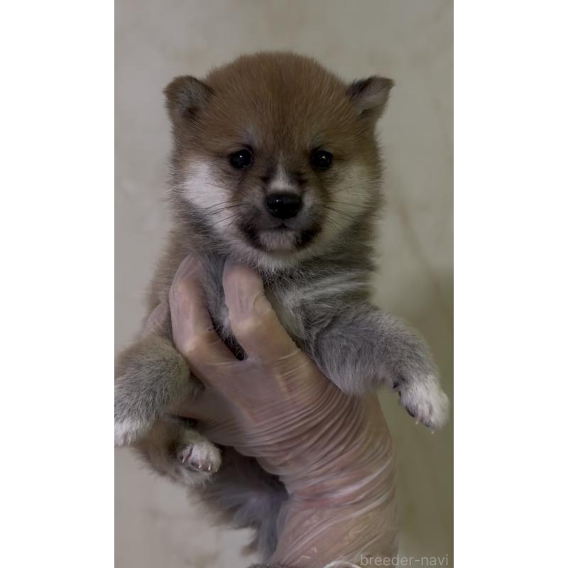 成約済の愛知県の豆柴-436595の11枚目