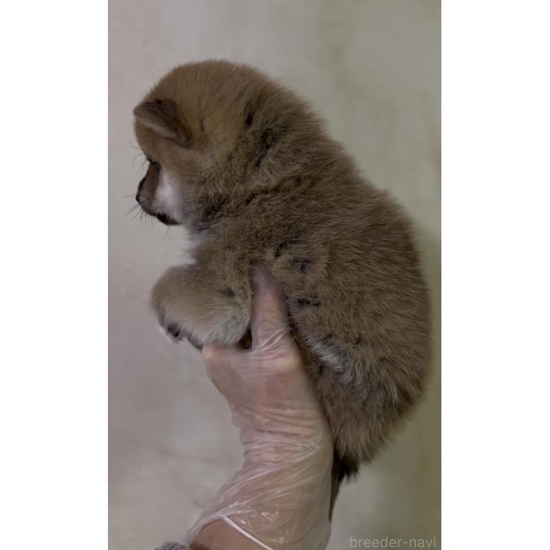 成約済の愛知県の豆柴-436595の10枚目