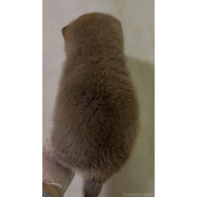 成約済の愛知県の豆柴-436595の9枚目