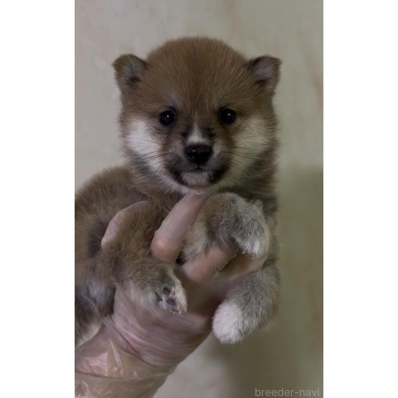 成約済の愛知県の豆柴-436595の8枚目