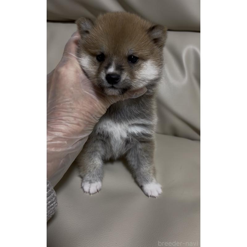 成約済の愛知県の豆柴-436595の7枚目