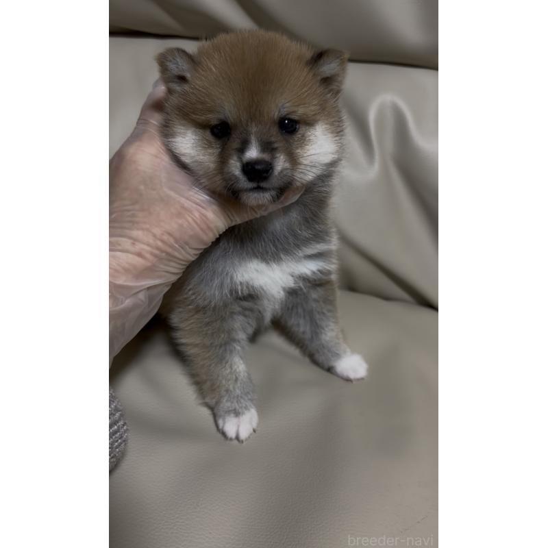 成約済の愛知県の豆柴-436595の6枚目