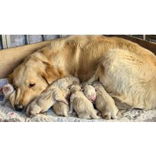 ♀︎ゴールデンレトリーバー