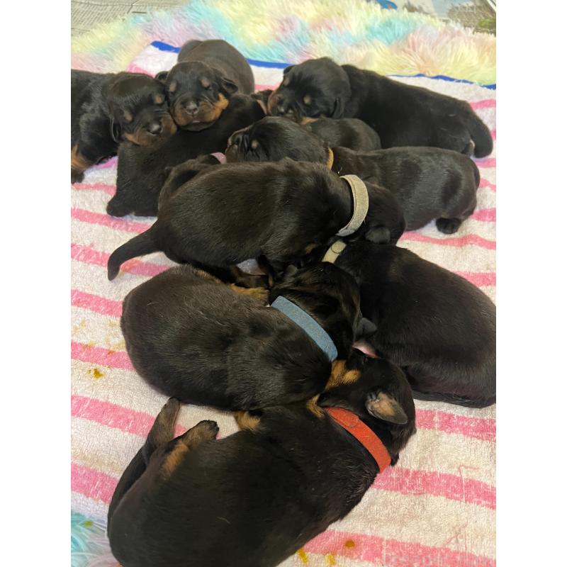 成約済の愛知県のロットワイラー-437025の2枚目