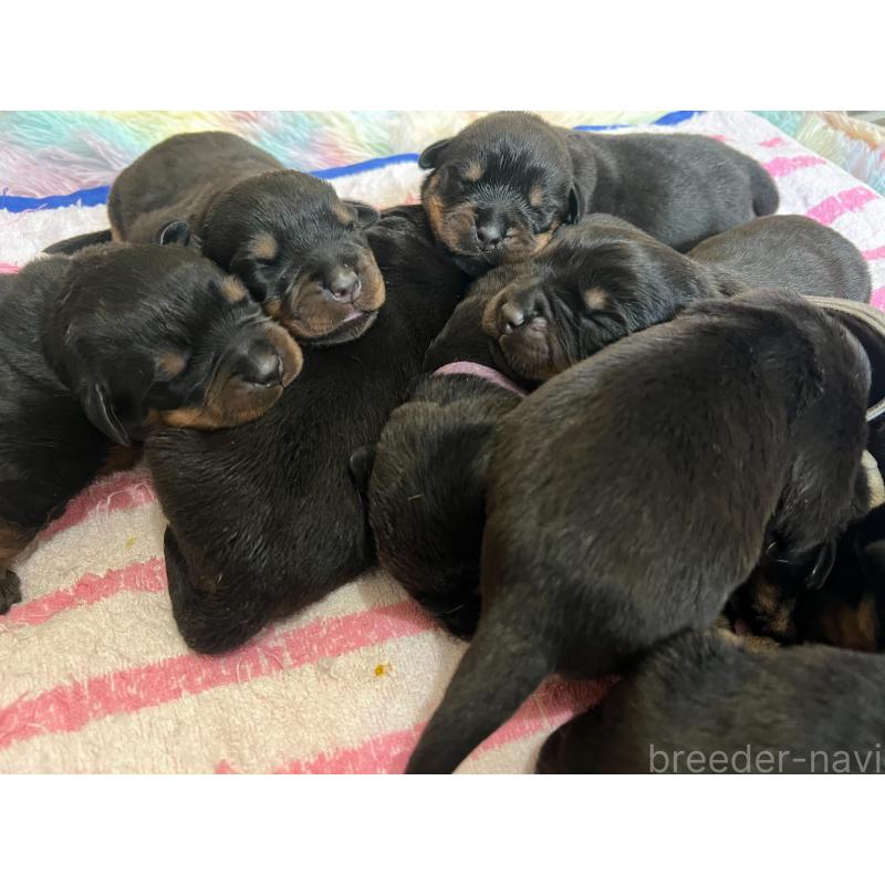 成約済の愛知県のロットワイラー-437024の2枚目