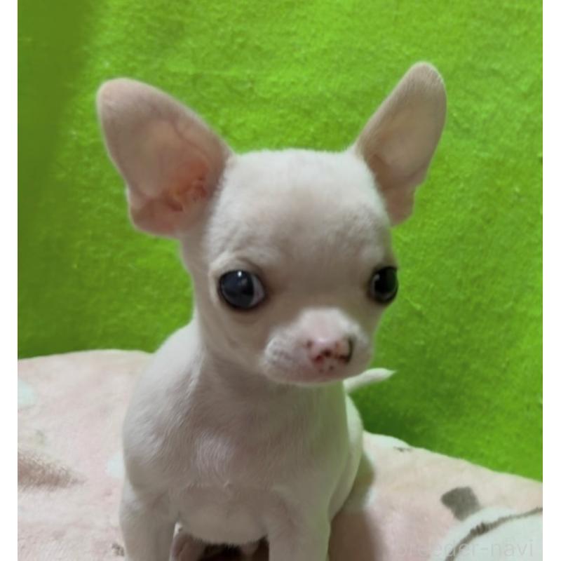 成約済の山口県のチワワ(スムースコート)-435728の2枚目