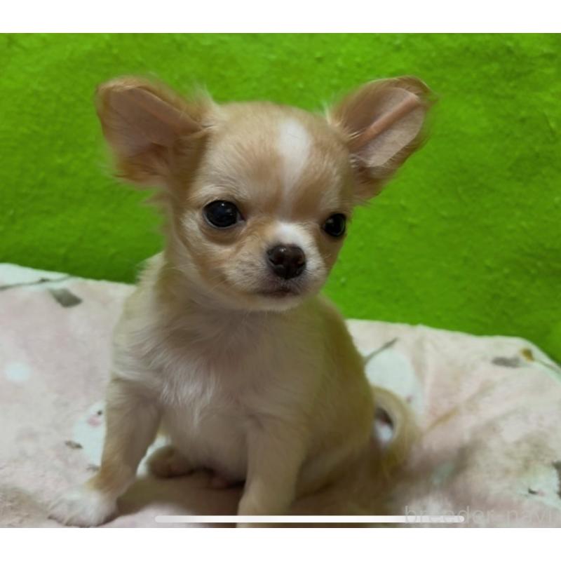 成約済の山口県のチワワ(ロングコート)-435727の2枚目