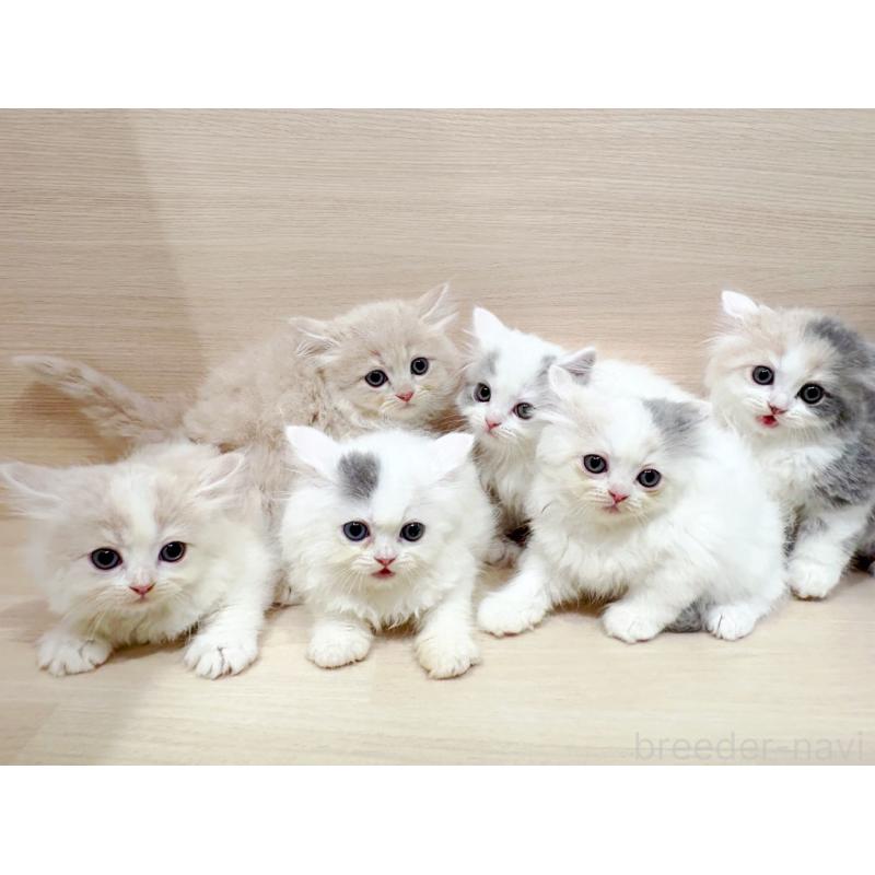 藤林和俊ブリーダーの詳細