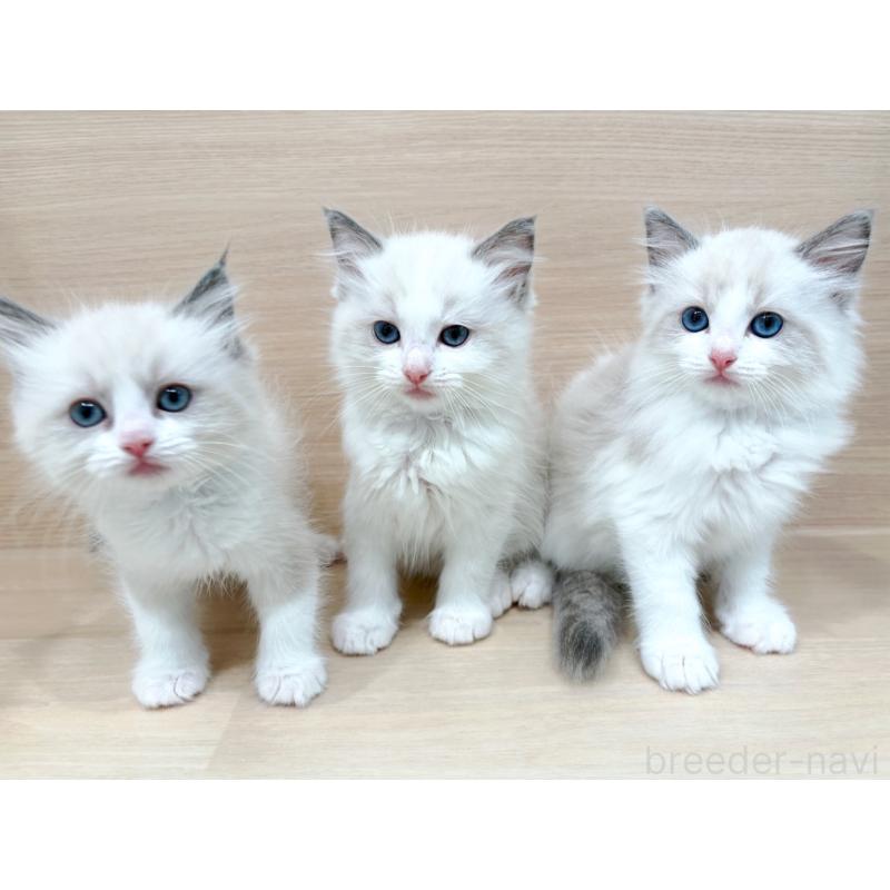 藤林和俊ブリーダーの詳細