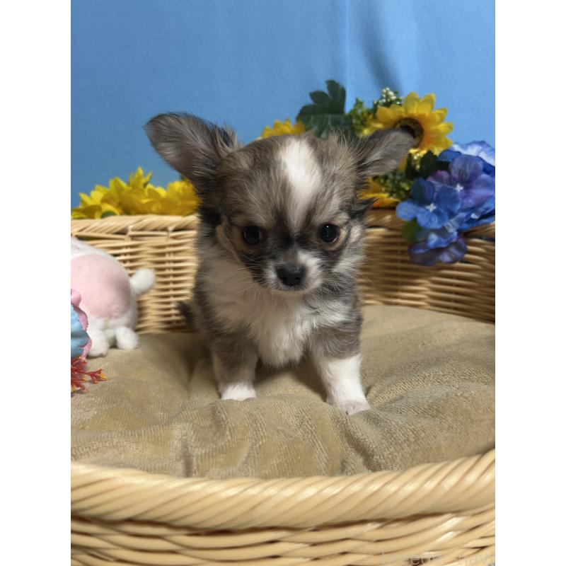 成約済の福岡県のチワワ(ロングコート)-436731の10枚目