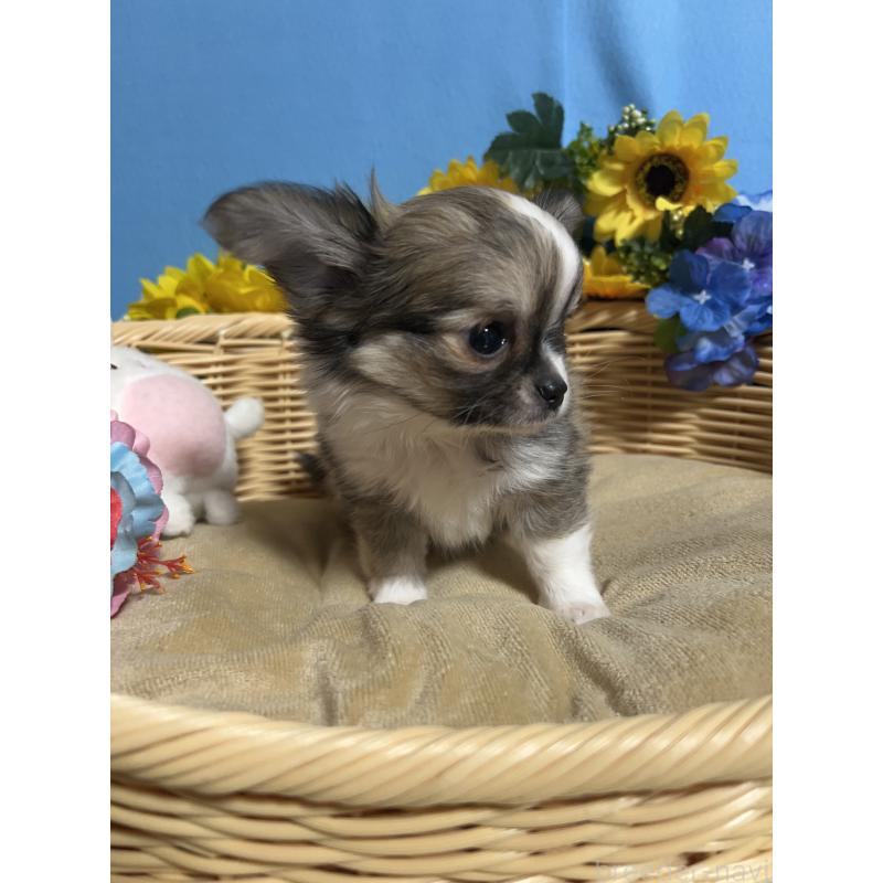 成約済の福岡県のチワワ(ロングコート)-436731の9枚目