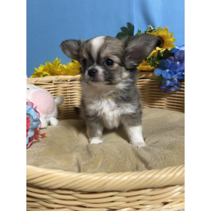 成約済の福岡県のチワワ(ロングコート)-436731の8枚目