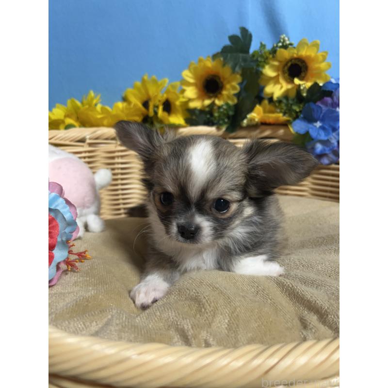 成約済の福岡県のチワワ(ロングコート)-436731の7枚目