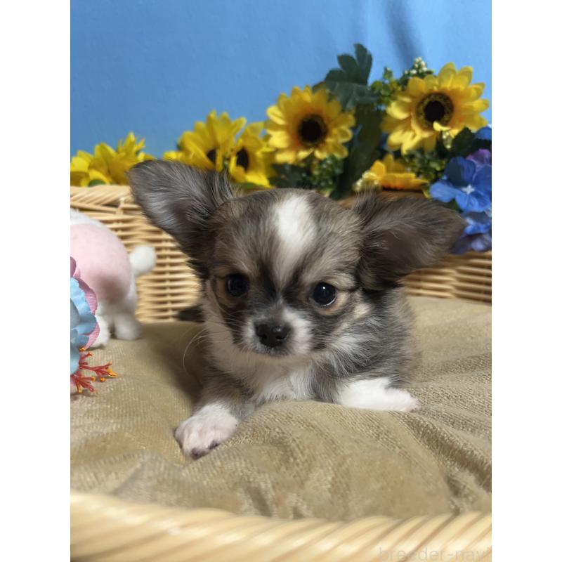 成約済の福岡県のチワワ(ロングコート)-436731の6枚目