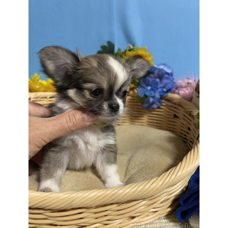 成約済の福岡県のチワワ(ロングコート)-436731の5枚目